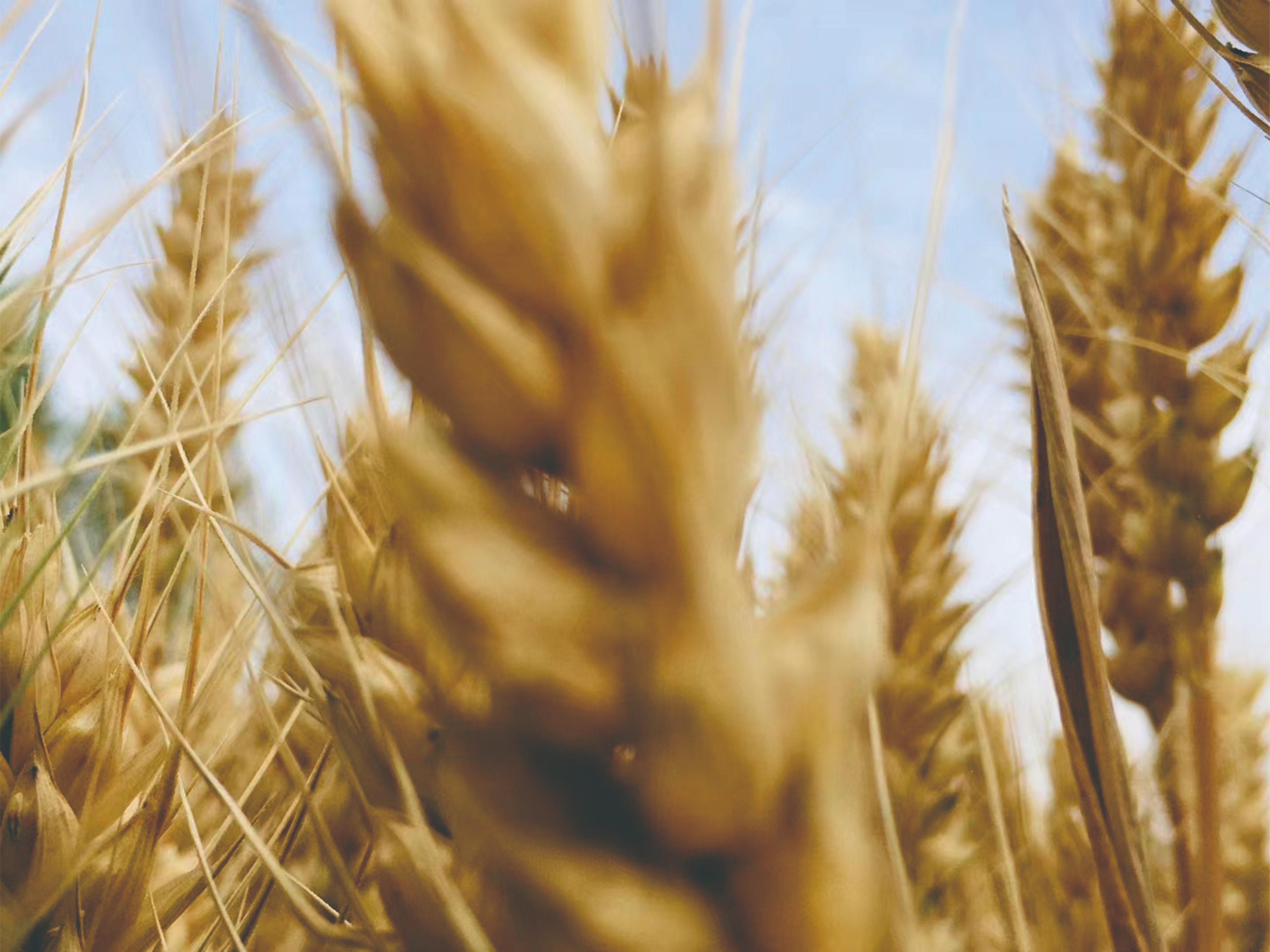 大泽乡起义的事实,大泽乡起义直接原因和根本原因