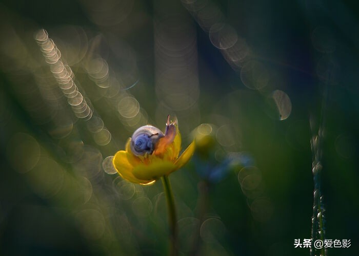 光影斑驳中，长笑蜗牛戴屋行