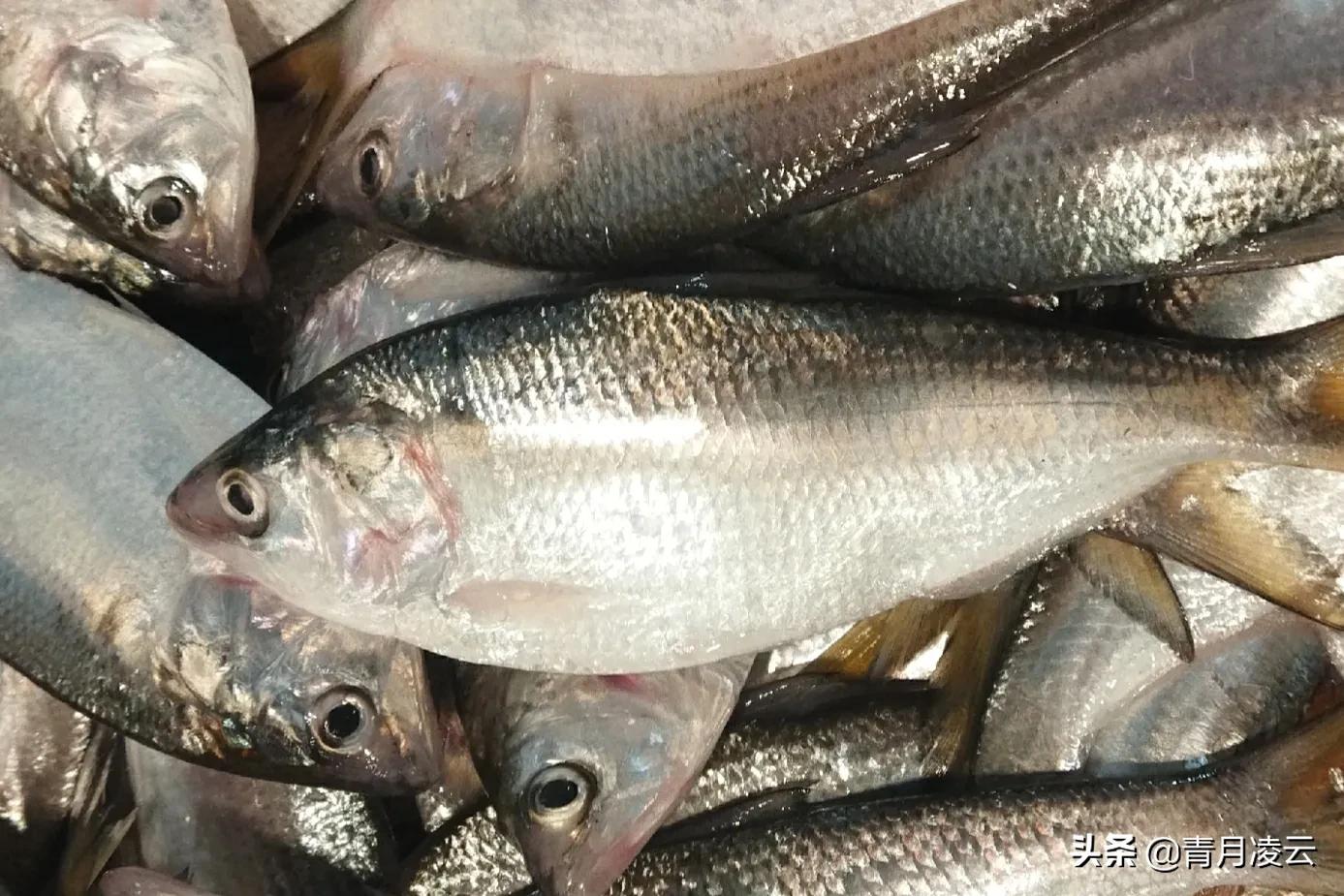 海鲜市场常见海产品图鉴,海鲜市场常见海产品图鉴表图例