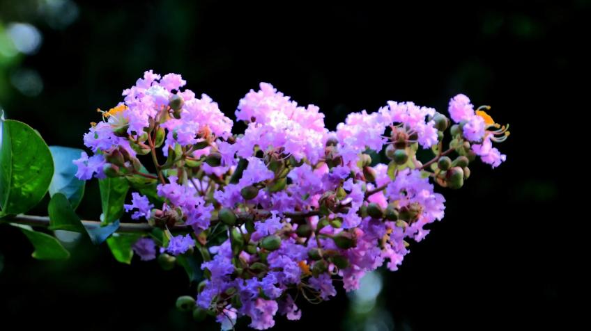 一树紫薇开，古诗词里的紫薇花，繁花似锦赏心悦目，可与牡丹媲美