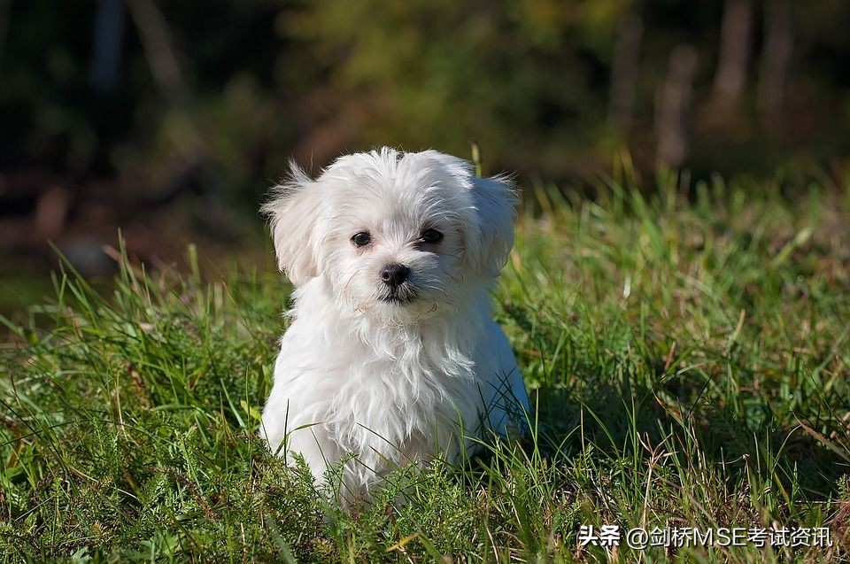我的小狗英文作文大学生,三年级英语我的小狗英语作文