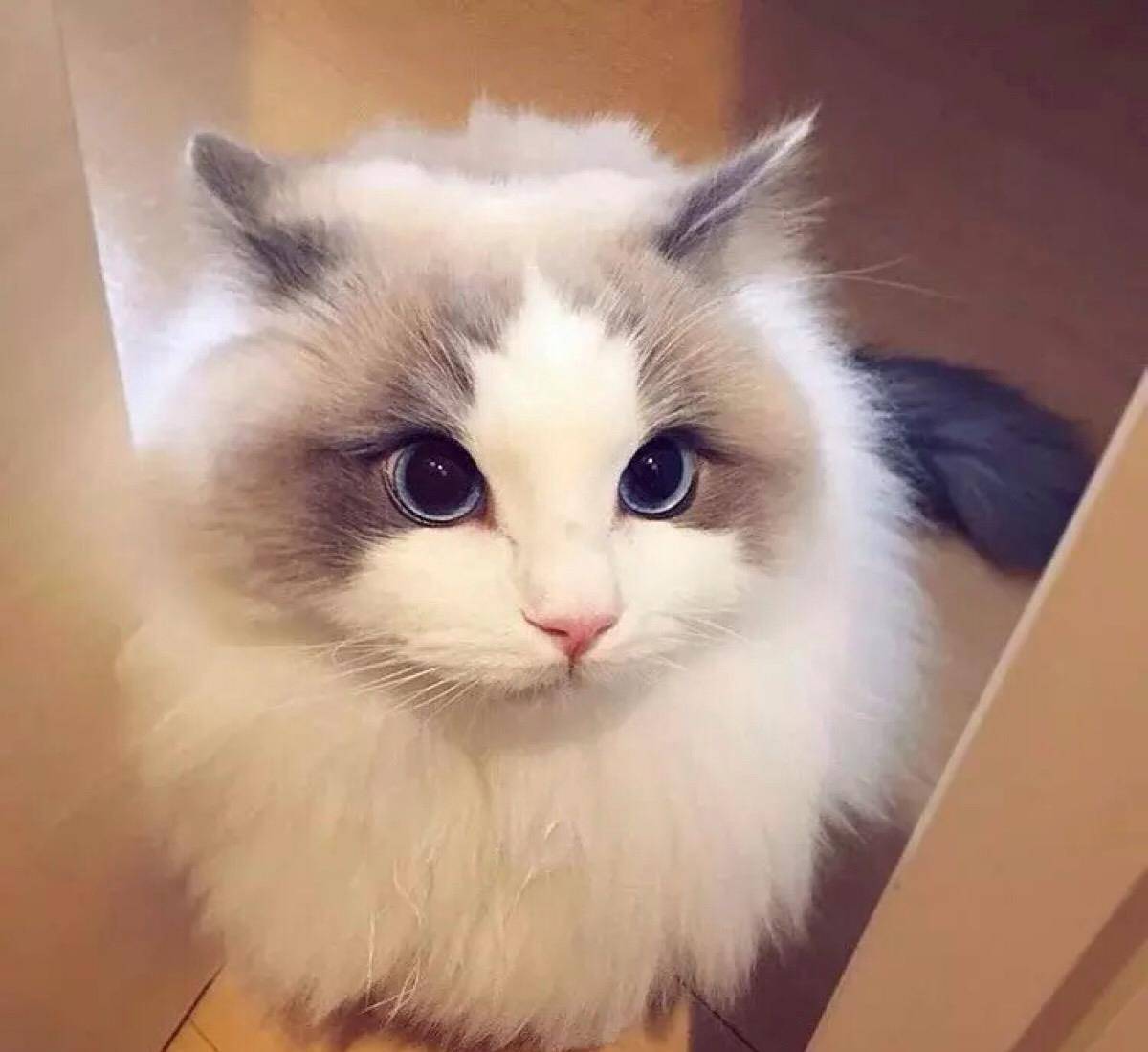 网友：以后我不会再养“布偶猫”了，原因有这几个