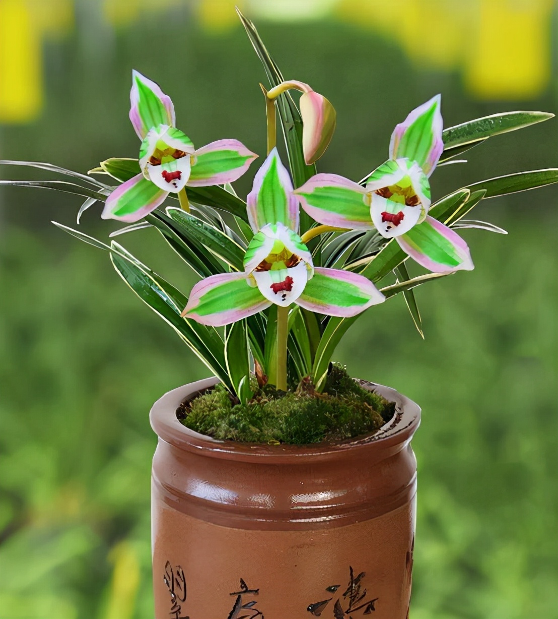 带一点金边的兰花是什么品种,叶宽且带金边的兰花