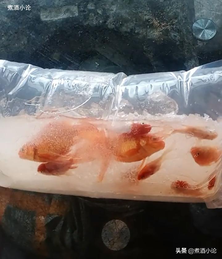 女子网购金鱼冻住了后续,网购的金鱼冻了能活过来吗