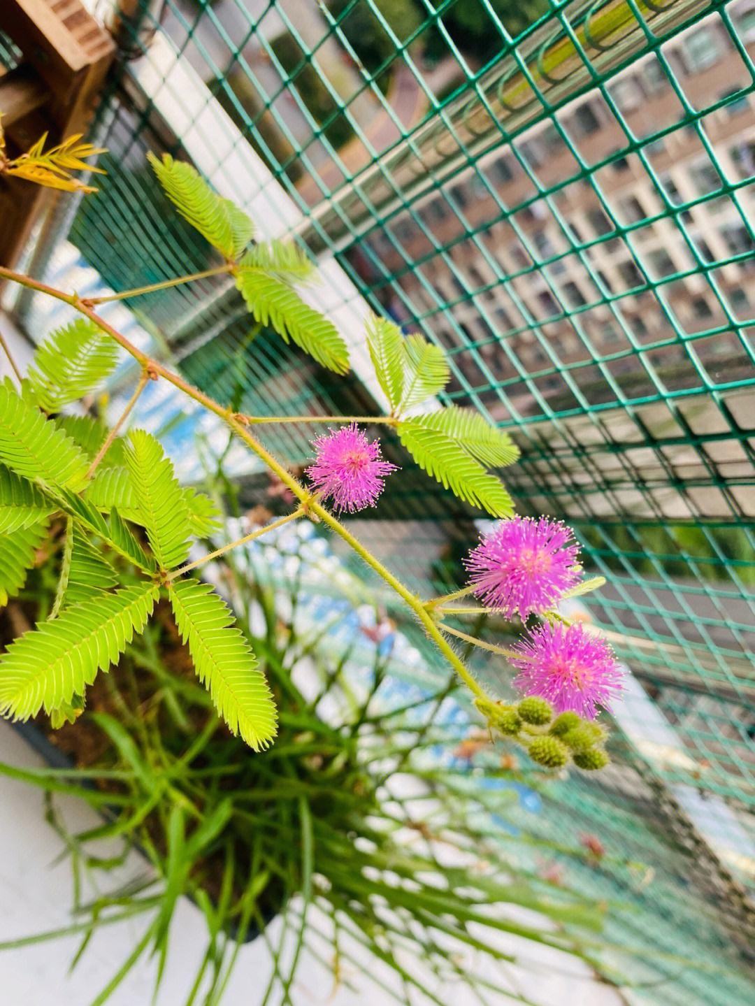 家中植物风水禁忌大全,家里养花对夫妻关系风水的讲究