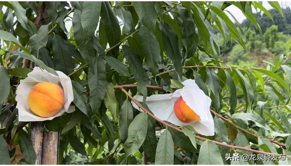 浙江早黄玉黄桃采摘在哪里,早脆黄桃品种