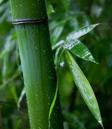 方寸好物|柔滑、水盈、清香，让人沉浸其中的天冬乳
