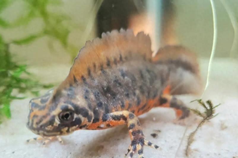 国外惊现巨型蝾螈,巨型暴蝾螈