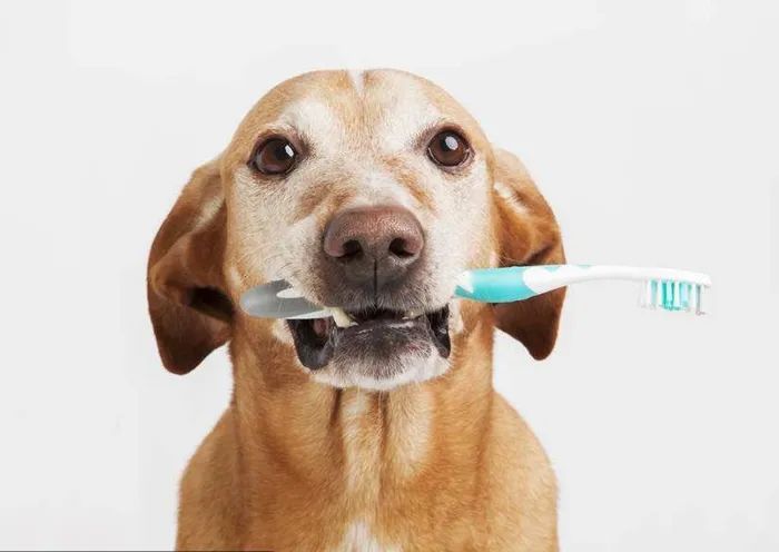 狗狗掉牙注意什么,狗狗掉牙的处理方法