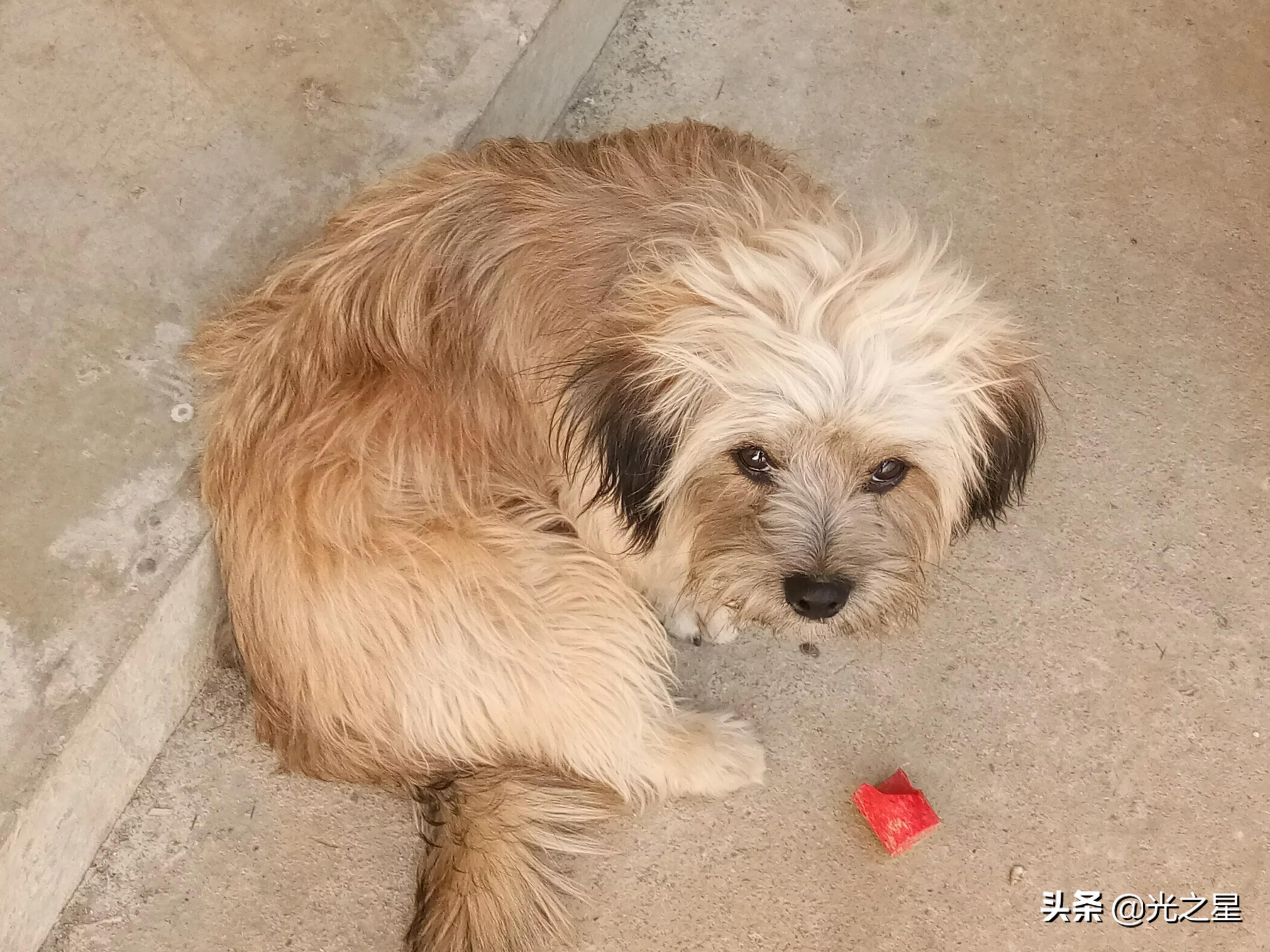 我的小狗原声,我的小狗朗读