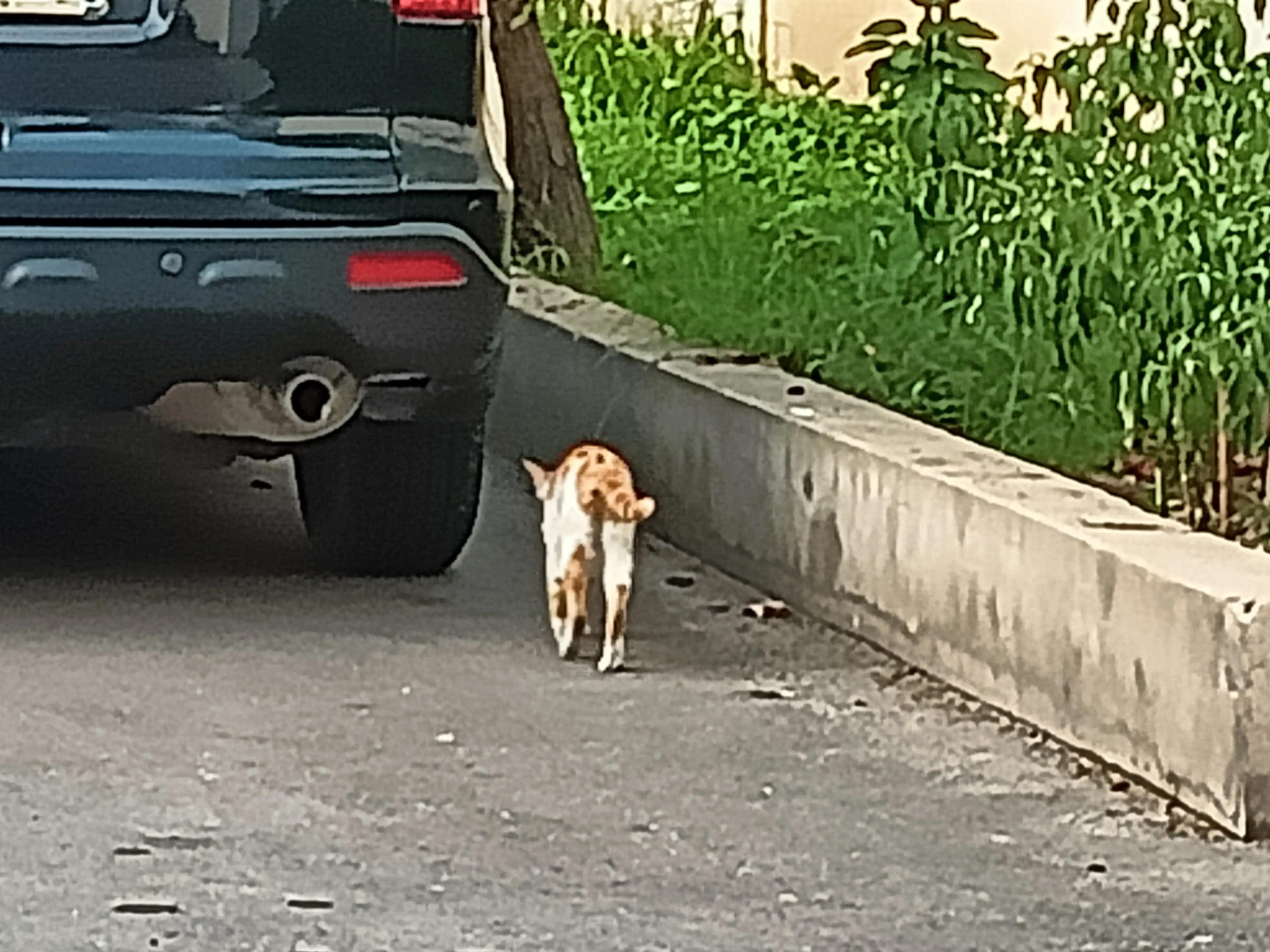 猫咪不停的发出嗯嗯哀嚎,猫咪尖叫哀嚎什么原因