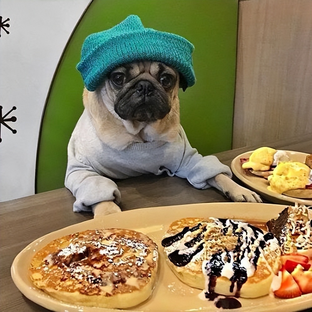 巴哥犬为什么很少人养,巴哥犬为什么看起来很忧郁