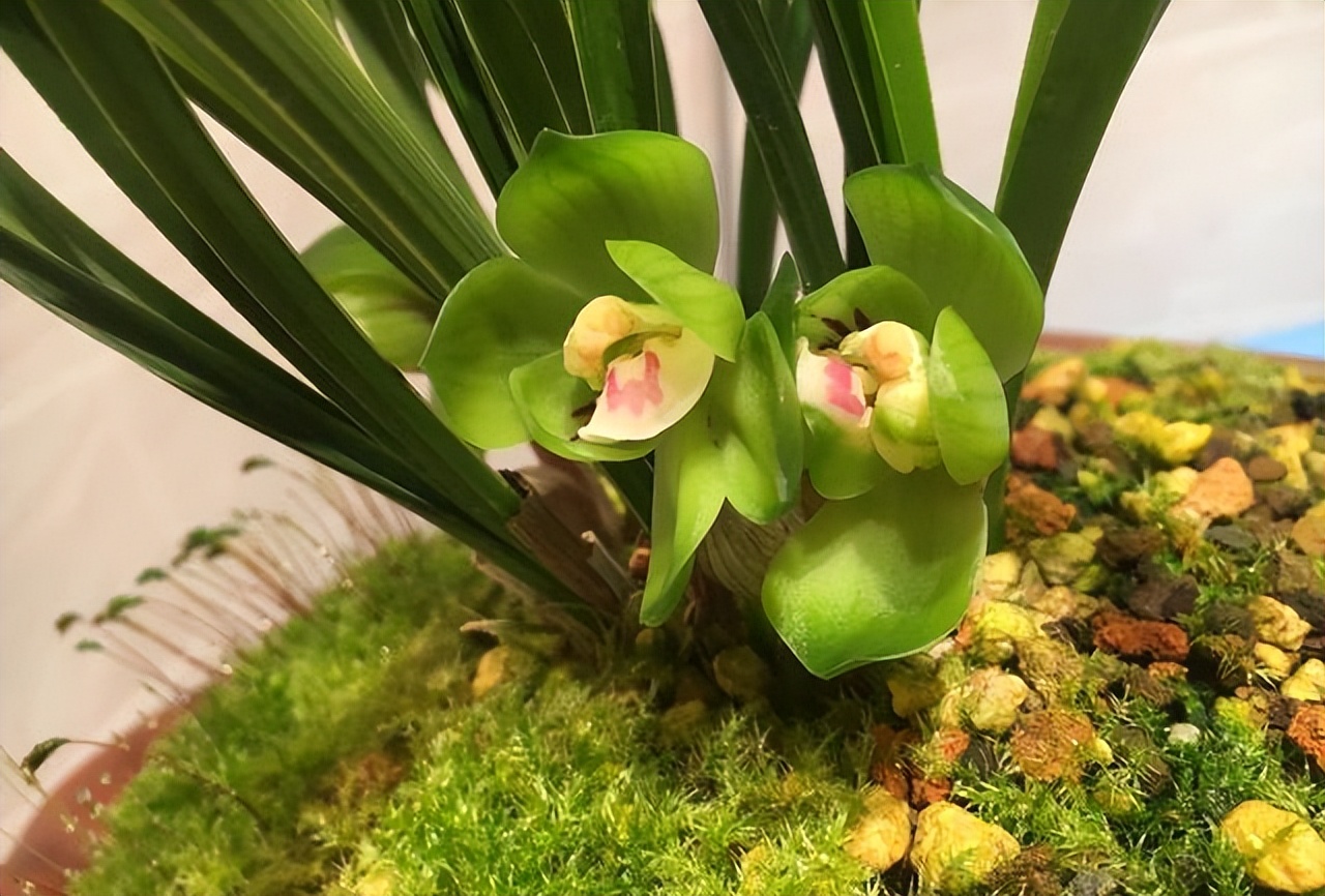 春兰皇后绿云引种苗图片,春兰皇后绿云来历