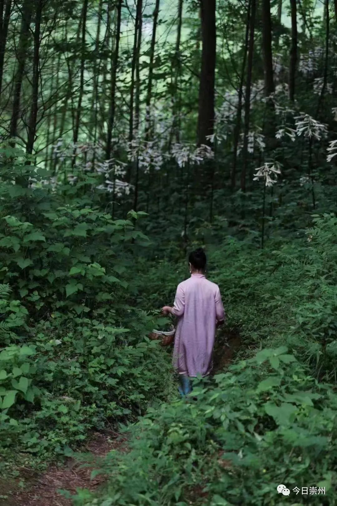 崇州山里的野百合图片,成都大邑野百合花海美景图