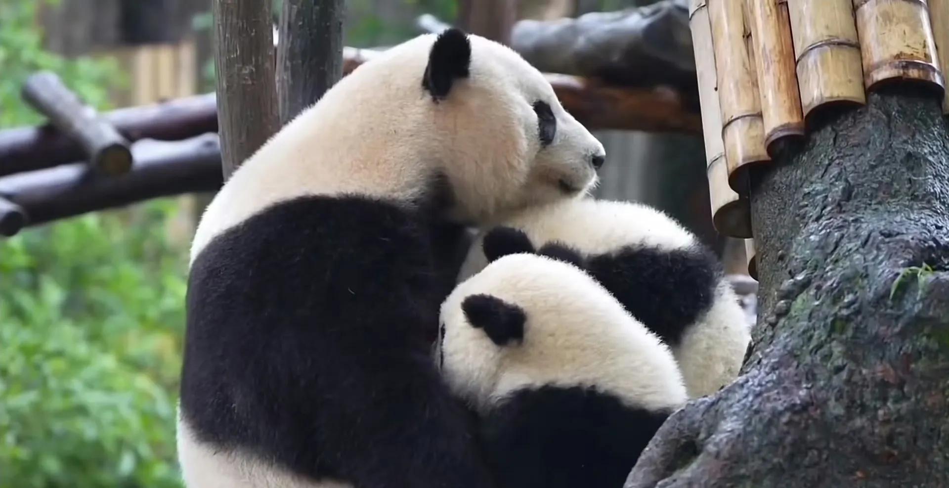 曾经的熊猫天团—爱疯六组合