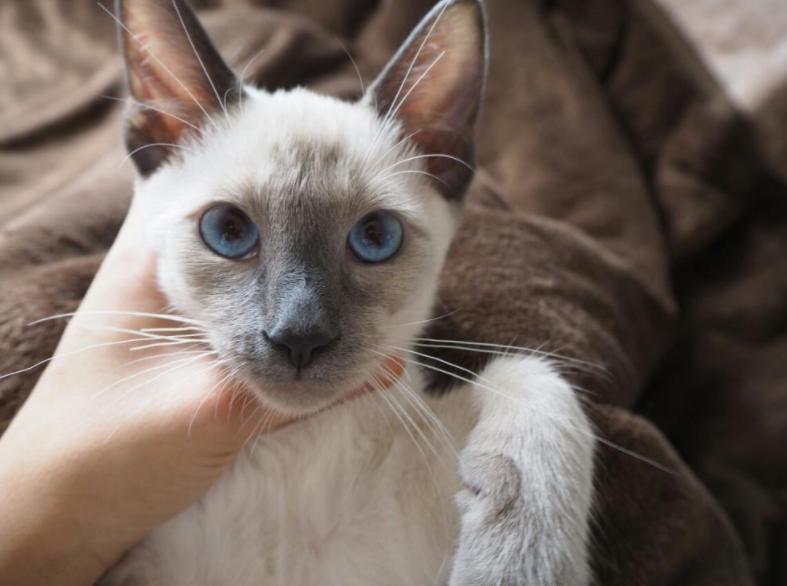 养猫首选这3种猫既便宜又好养,养猫和养狗哪个开销便宜点