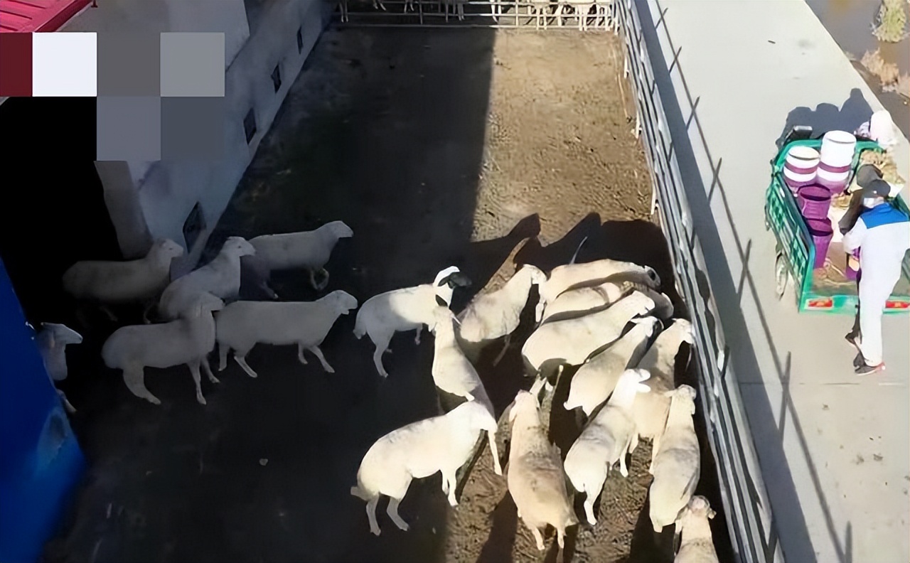 甘肃女子变卖家产花千万开发沙漠,女子砸千万家产完整版