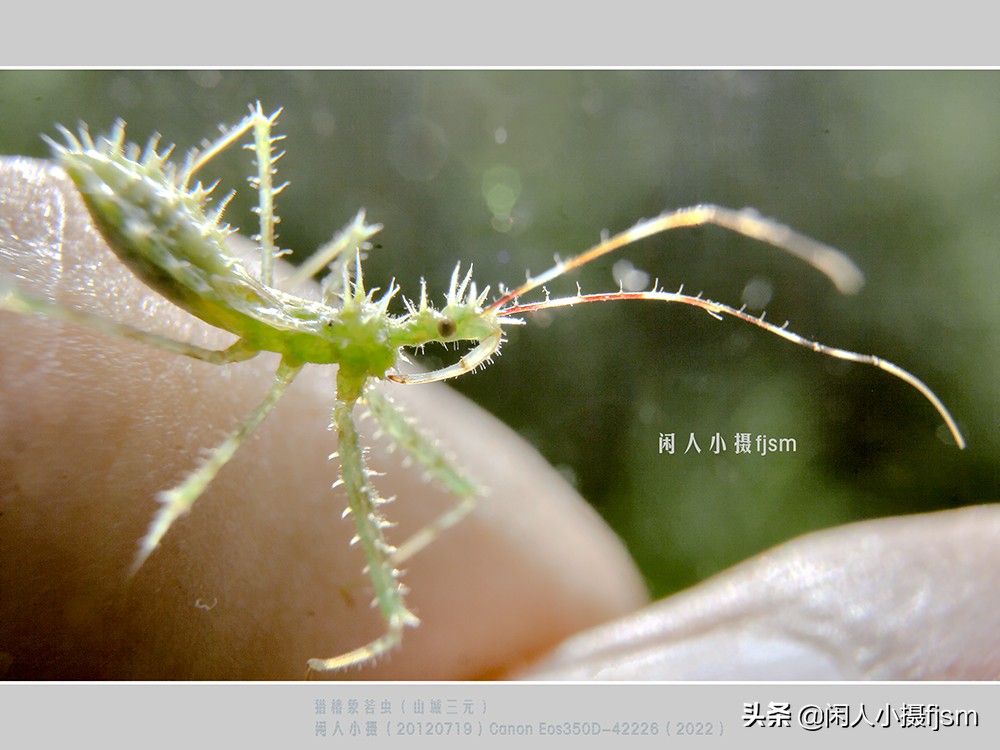 近距离拍摄昆虫小动物,常见昆虫微距摄影活动