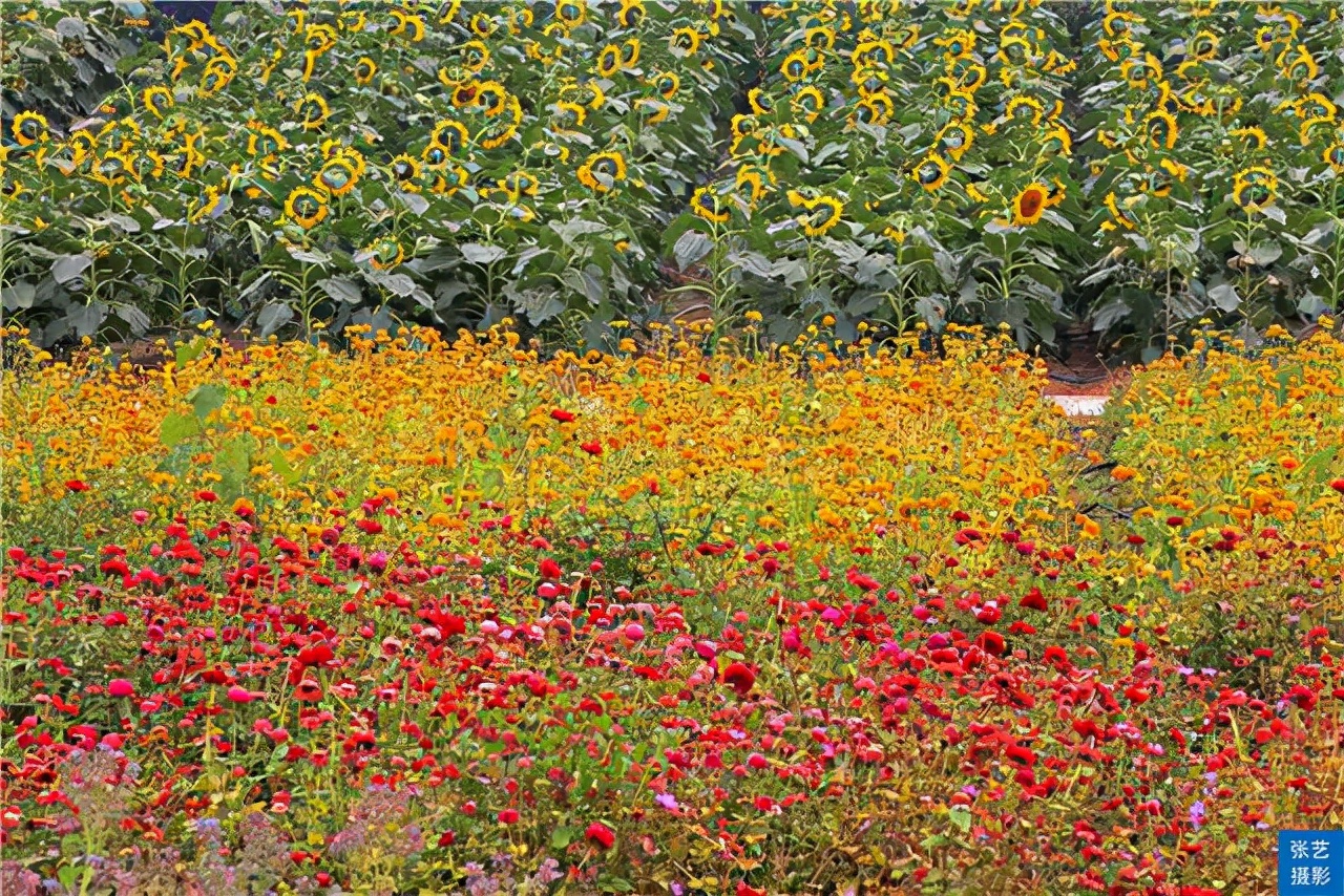 广州百万葵园葵花的花期,广州百万葵园五月份有什么花看