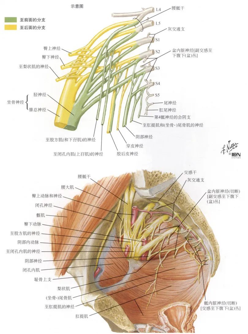 脊神经支配区域解剖图简图,脊神经及其分支的支配范围