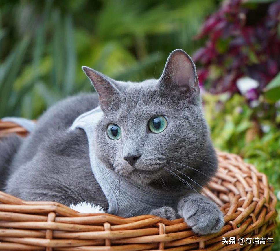 流泪猫猫头原图,最近猫猫头为什么这么火