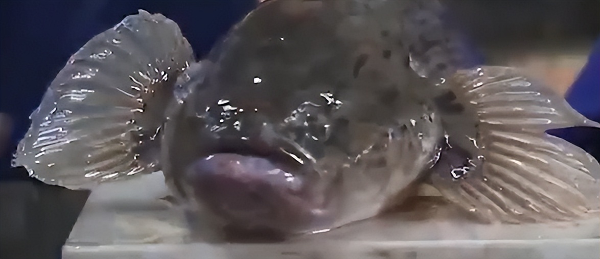 农村大叔用火养鱼年入千万,江西大叔深山养鱼一年收入几百万