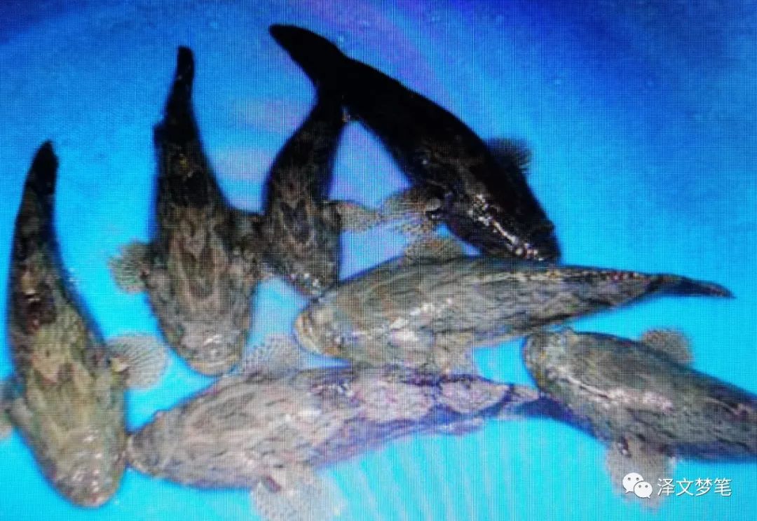 虎头鲨呆子鱼,虎头鲨是鲶鱼吗