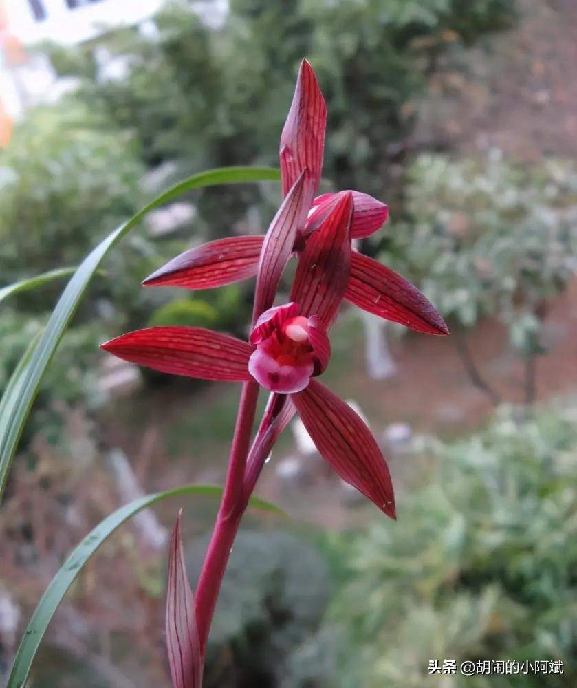 兰花必养经典品种,隐藏的兰花