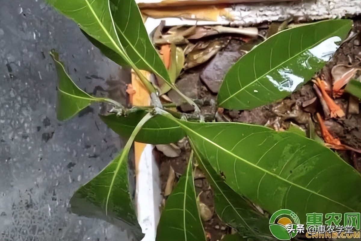 芒果苗种植后要几年开花结果,芒果苗出苗多久成活