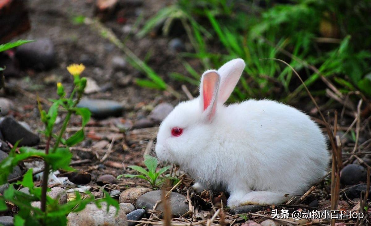 大白兔产品排行榜,排名第一肉兔品种