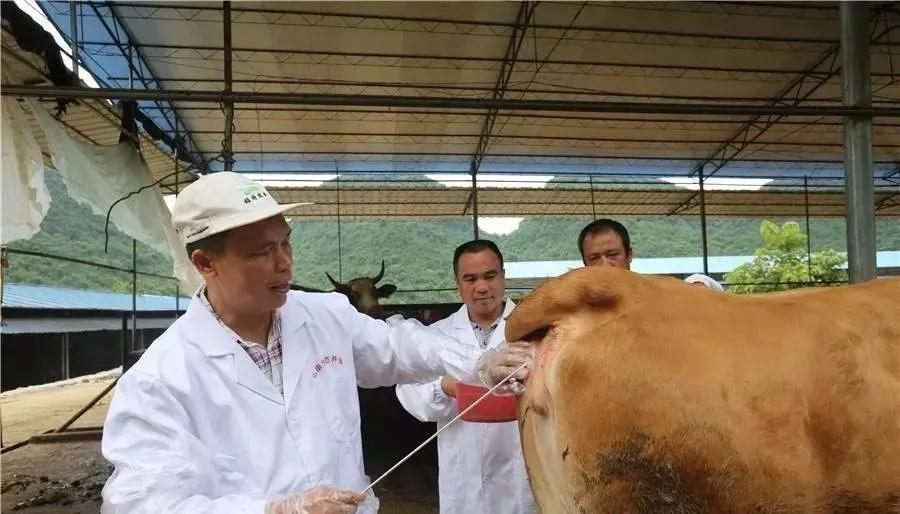 母牛产后不发烧不吃草是怎么回事,母牛产后不发青怎么办