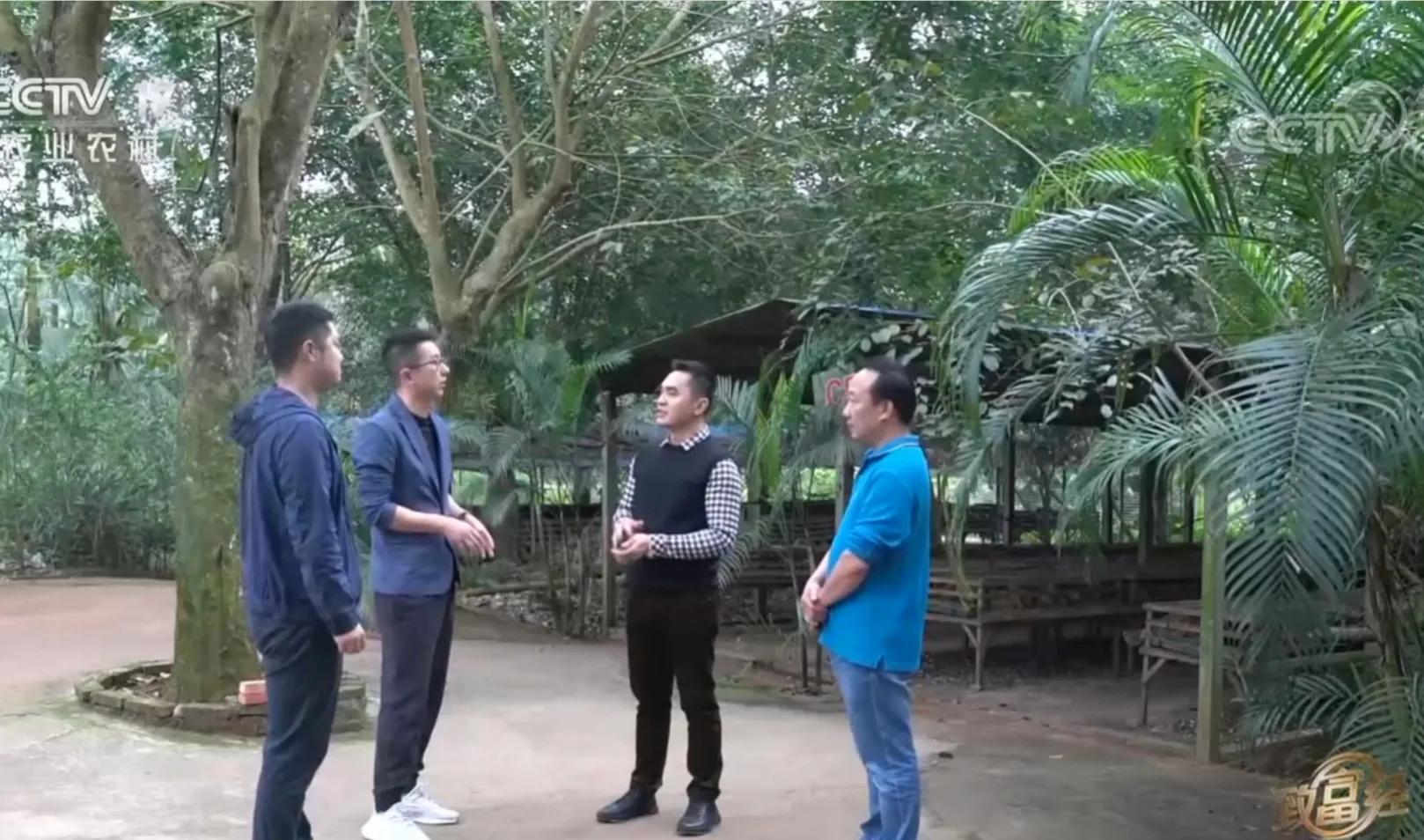 湖南男子承包800亩林地，如今靠椰子火锅鸡，年销售额2200万