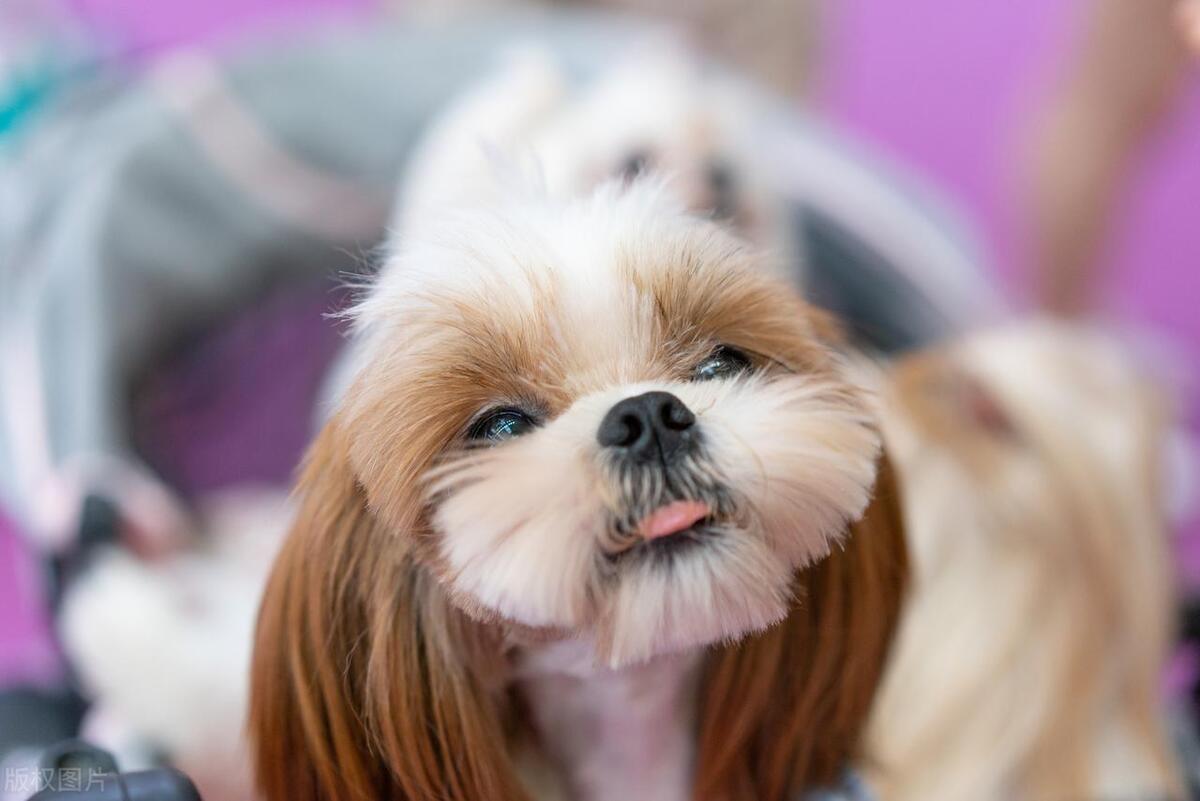 哪种狗狗最可爱,最帅气的狗狗十大排名