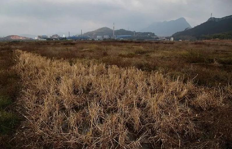 日本人山东租1500亩地的故事 (2006年日本人在山东租50亩地)