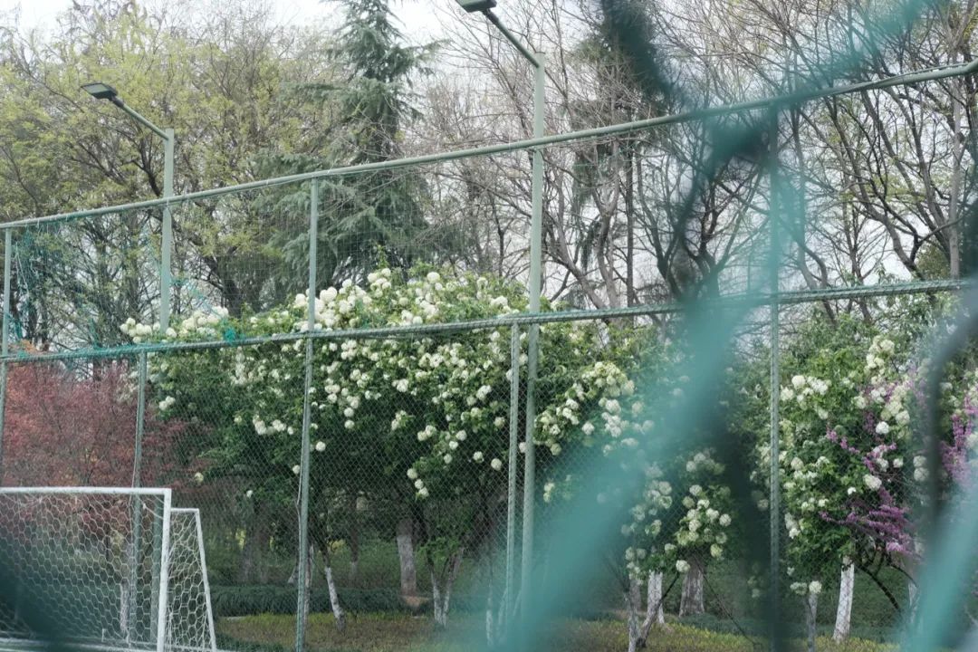 听我的，四月的杭州才是浪漫天花板。