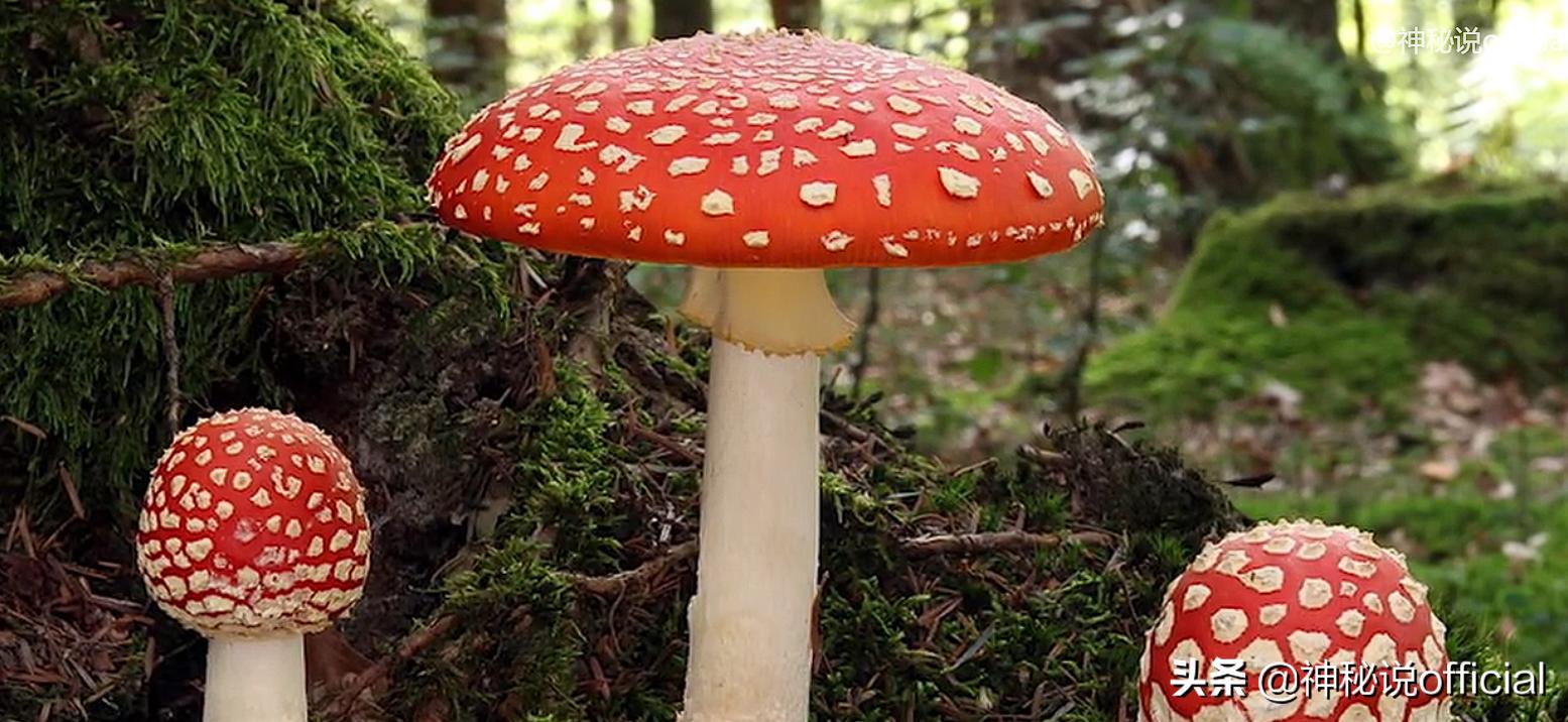 2021诡异童谣预言,红伞、躺板、埋山,一切是巧合还是早有预谋?