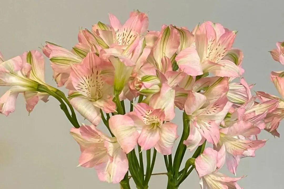 鲜花在水里能养几天会死,新加坡盆栽花卉怎么养