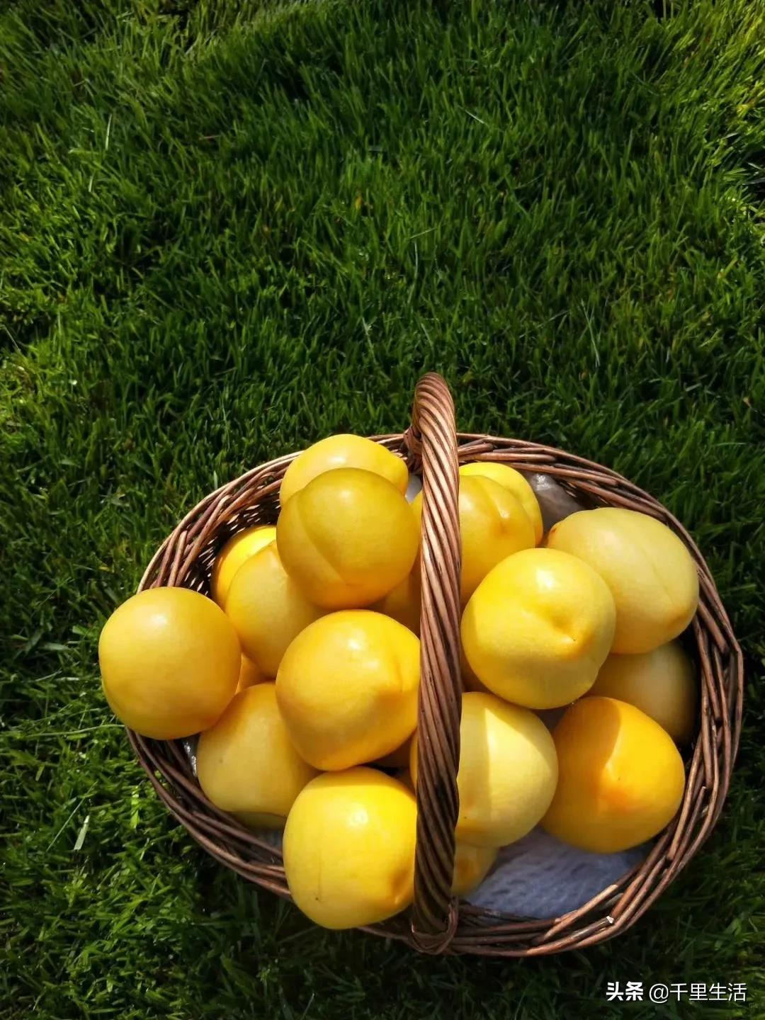 现摘正宗山东蒙阴脆甜黄油桃,山东蒙阴蜜桃之乡的桃子上市啦