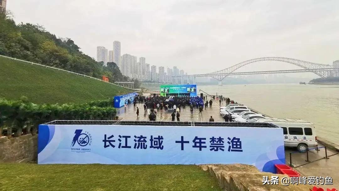 长江禁渔出现了什么新鱼,长江禁渔10年到现在鱼怎么样了