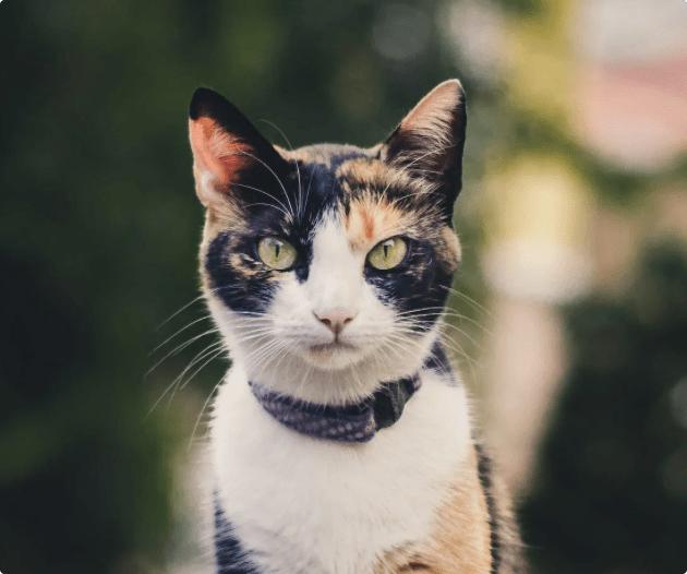 富力鲜猫罐头怎么样,泰国富力鲜猫罐头怎么样