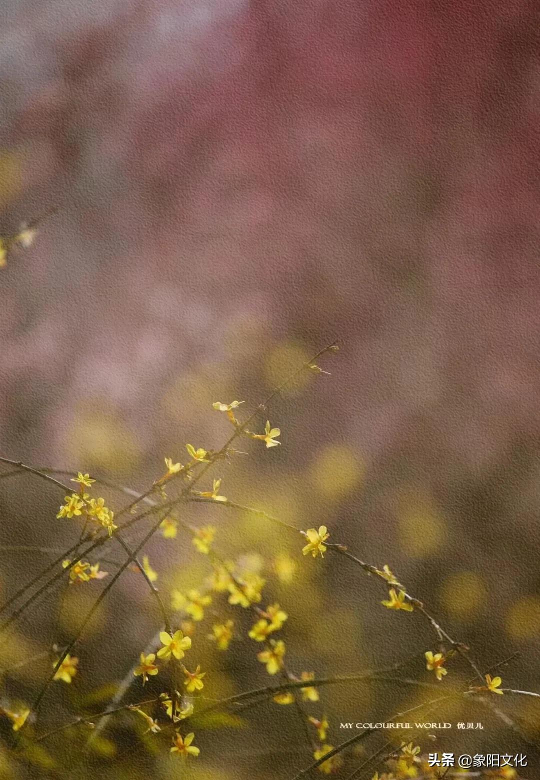 诗词/摄影鉴赏：《不负良人》《迎春花2022》《蓝海芳影》「249」