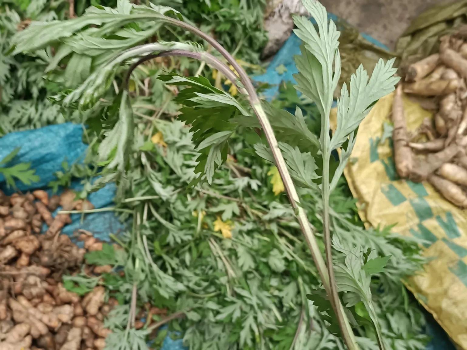 种植艾草让农民增收,种植艾草好处与功效