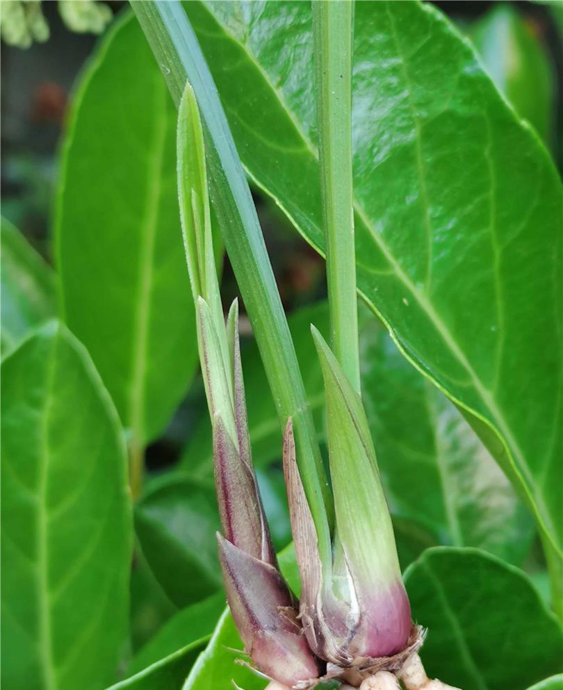 网上几十一苗的国魂兰花是真的吗,2023国魂兰花一苗要多少钱