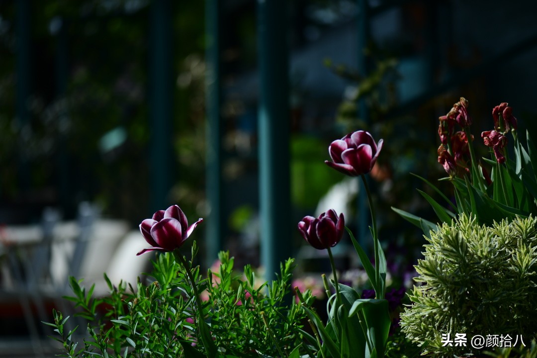 河马花园最耐阴植物,最漂亮的花园里的郁金香