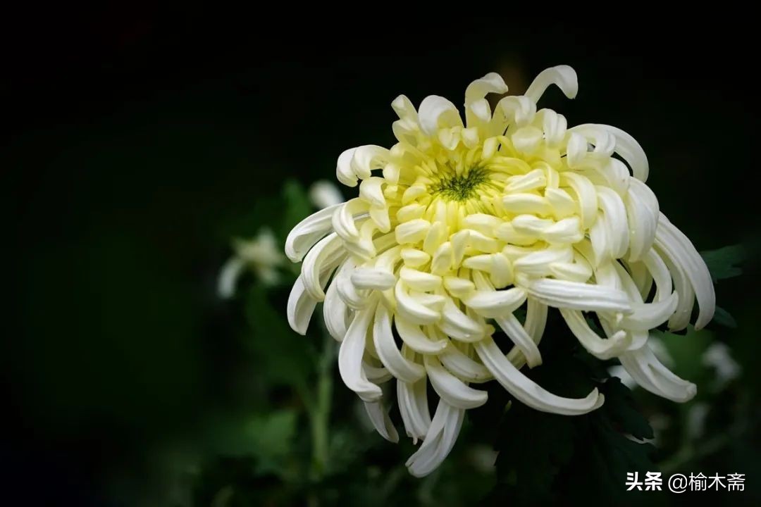 内弟祭姐夫七字祭文,祭姐夫文全文