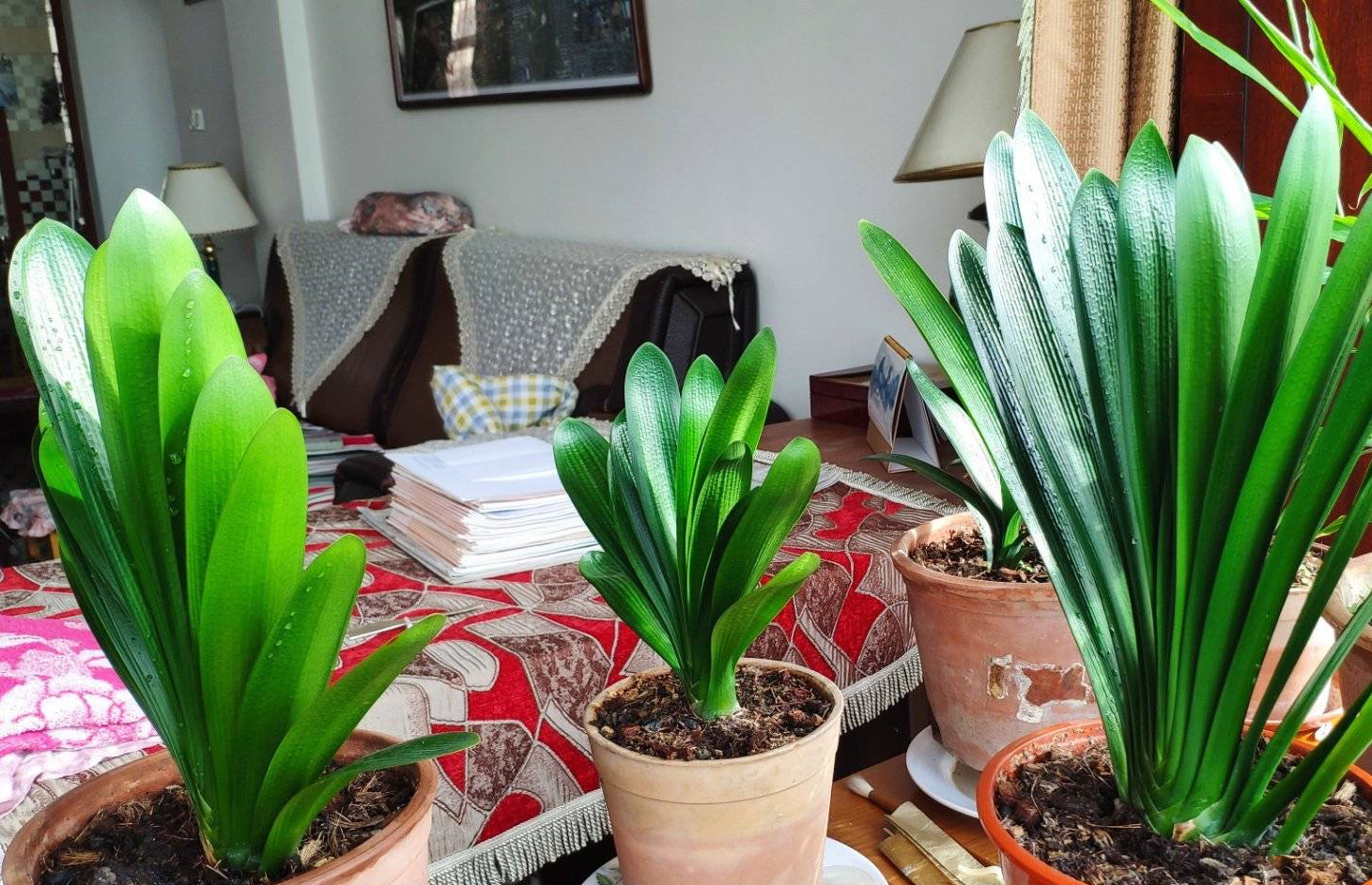 春天养君子兰，做好“4件事”，多长新叶子，花期满盆冒花箭