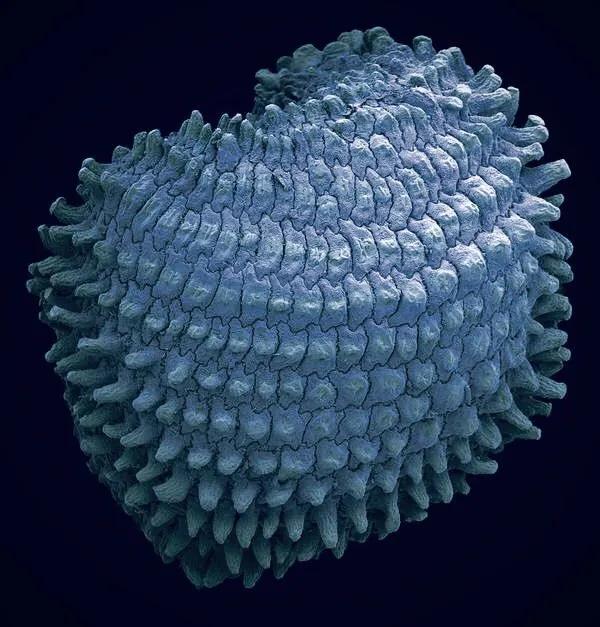 显微镜图像与真实图像,22张罕见的显微镜照片