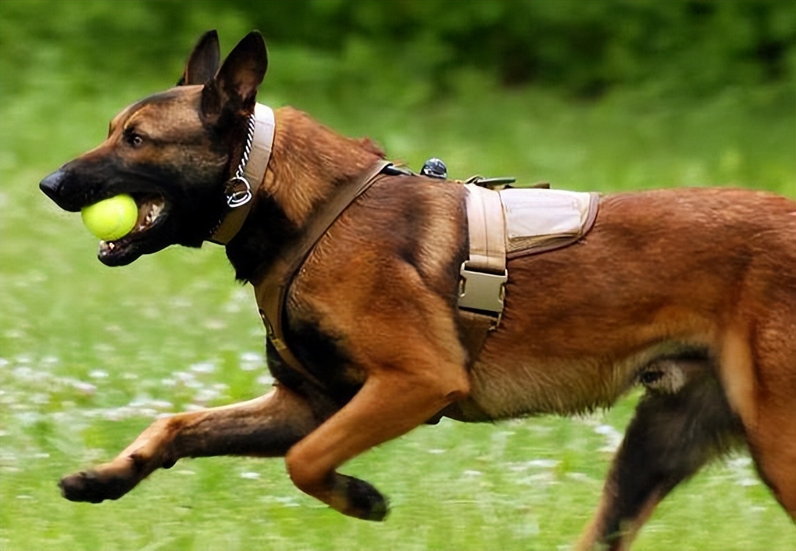 马犬为什么被大家养,马犬为什么现在没人愿意养了