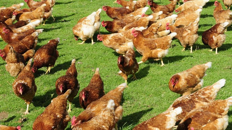 养鸡张口喘吃什么药,养鸡咯咯叫怎么用药