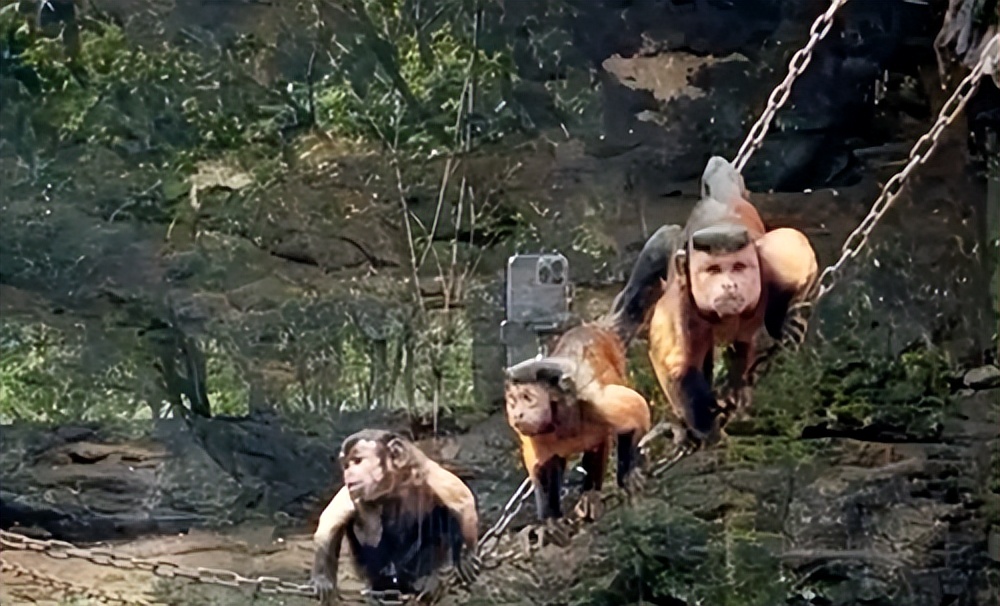 鏂硅劯鐚村瓙妯′豢浜虹殑琛ㄦ儏,鎾炶劯鏂硅劯鐚村瓙鐨勫コ缃戠孩